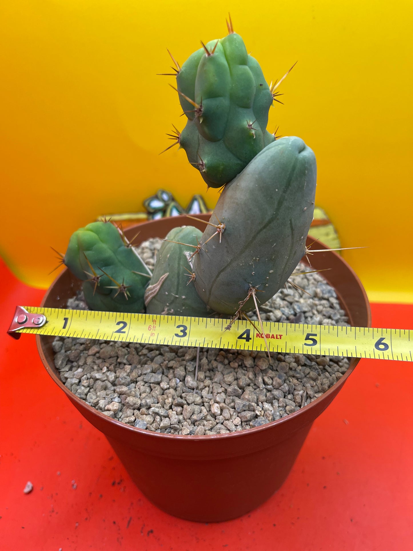 TBM  cactus !