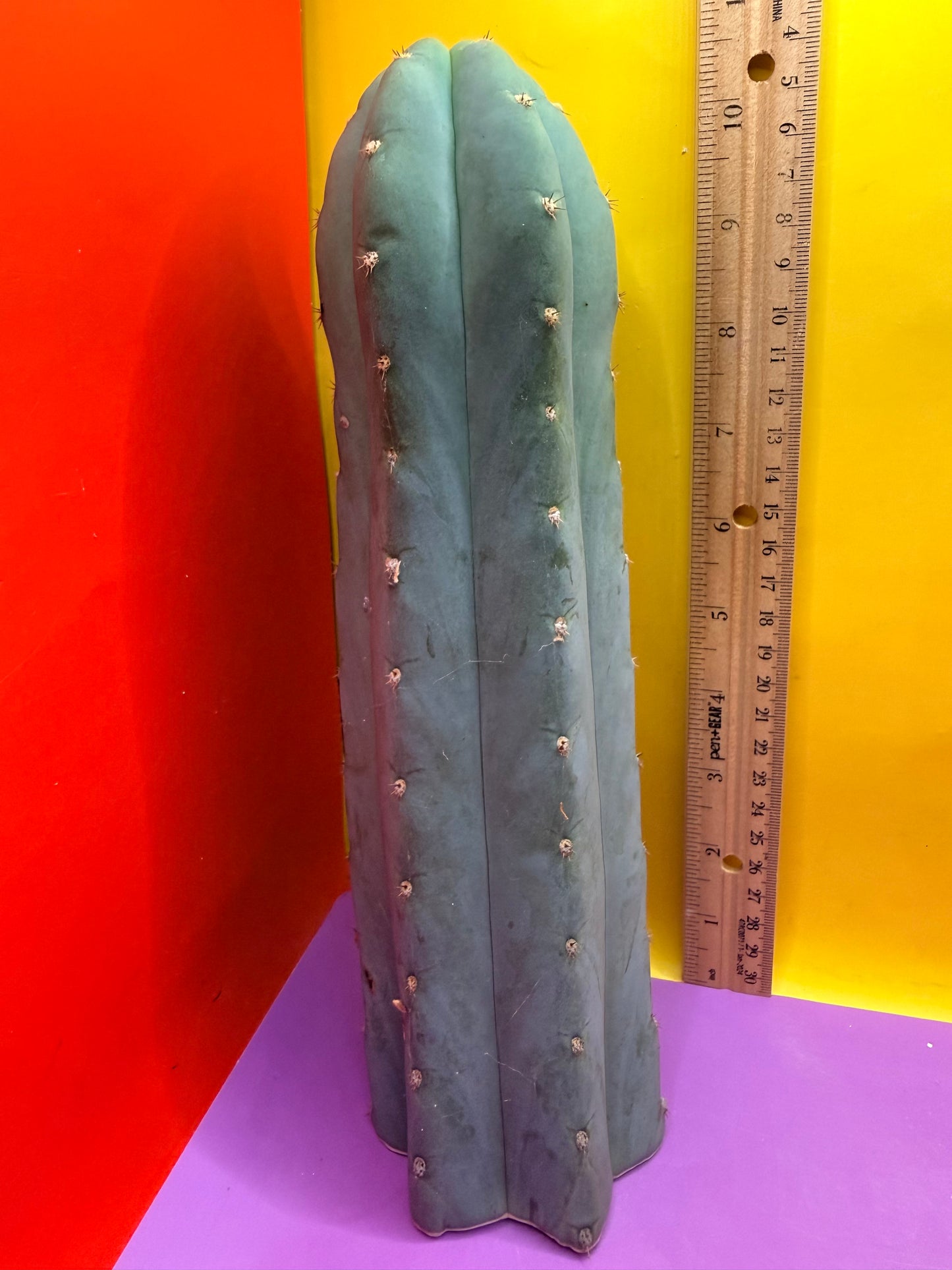 BLUE JUULES GIANT !