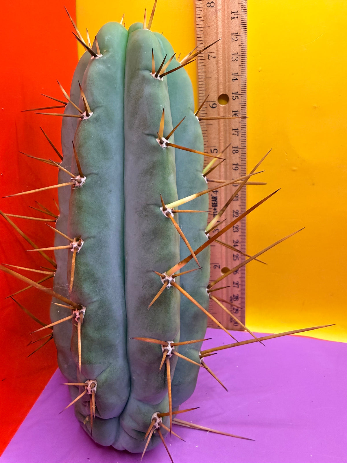 PALA  🌶️🌶️! This exact cactus cutting of trichocereus