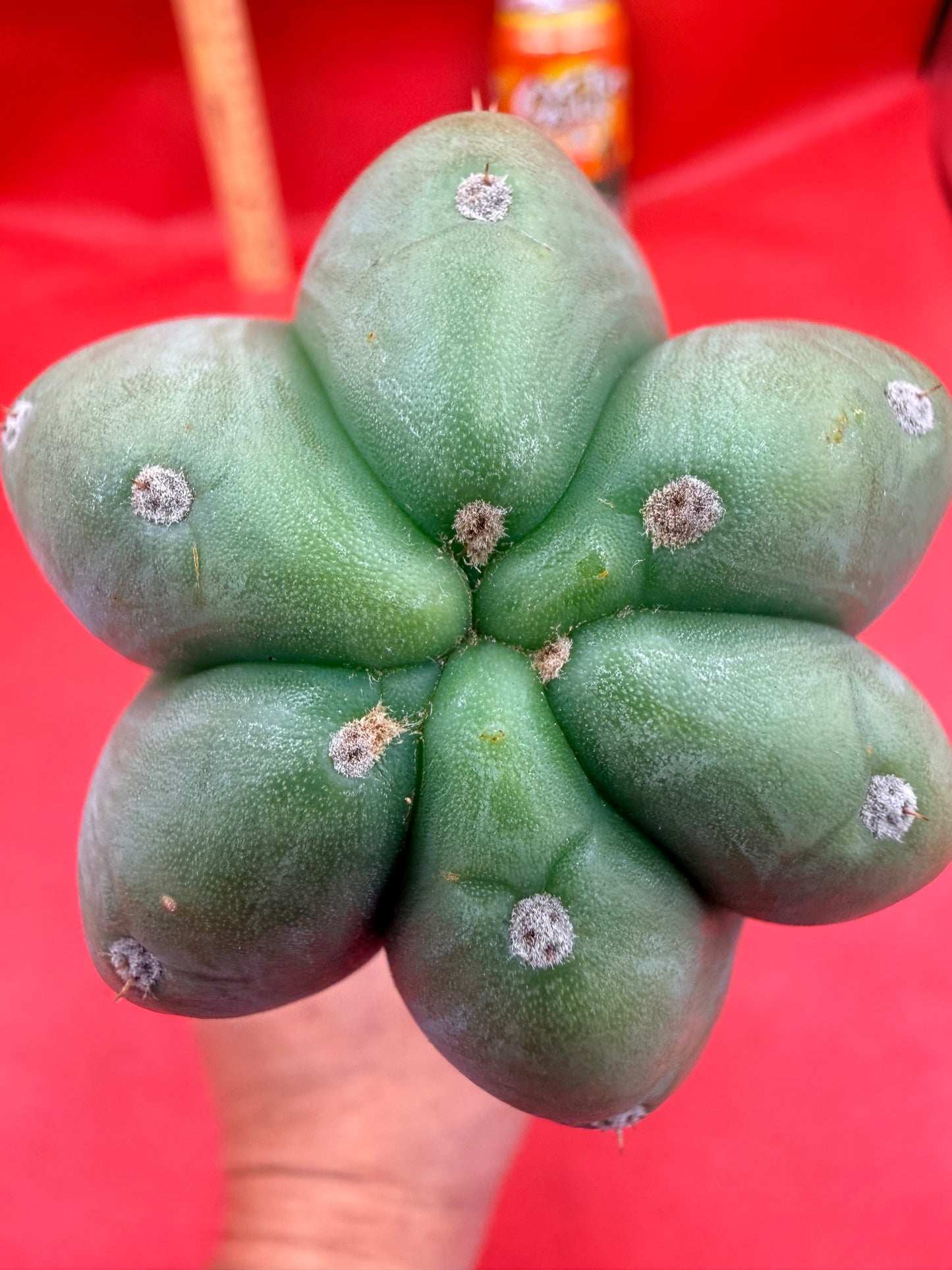 Ribshifting Cahuilla cactus   !