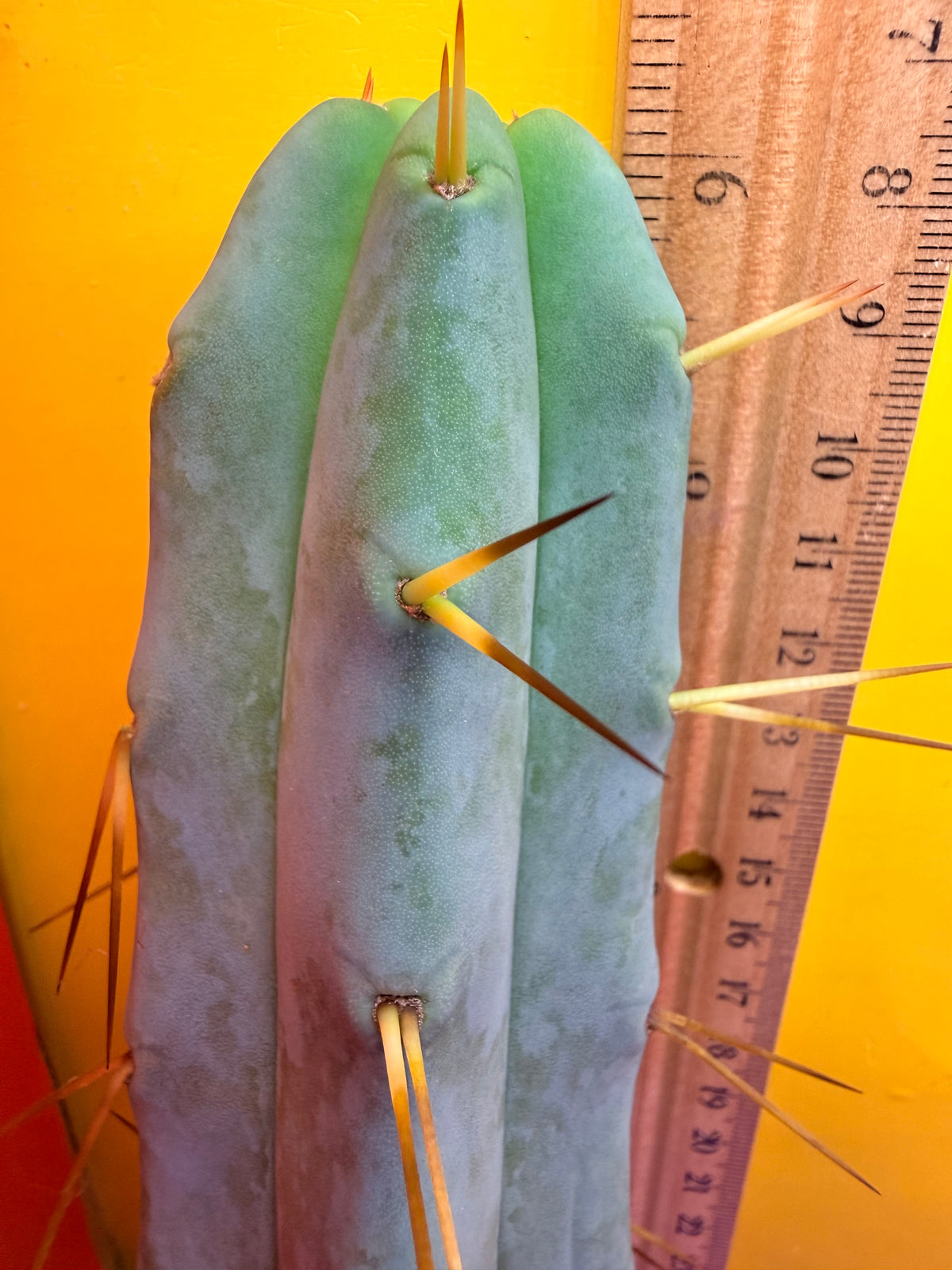Jiimz Twin Spine !