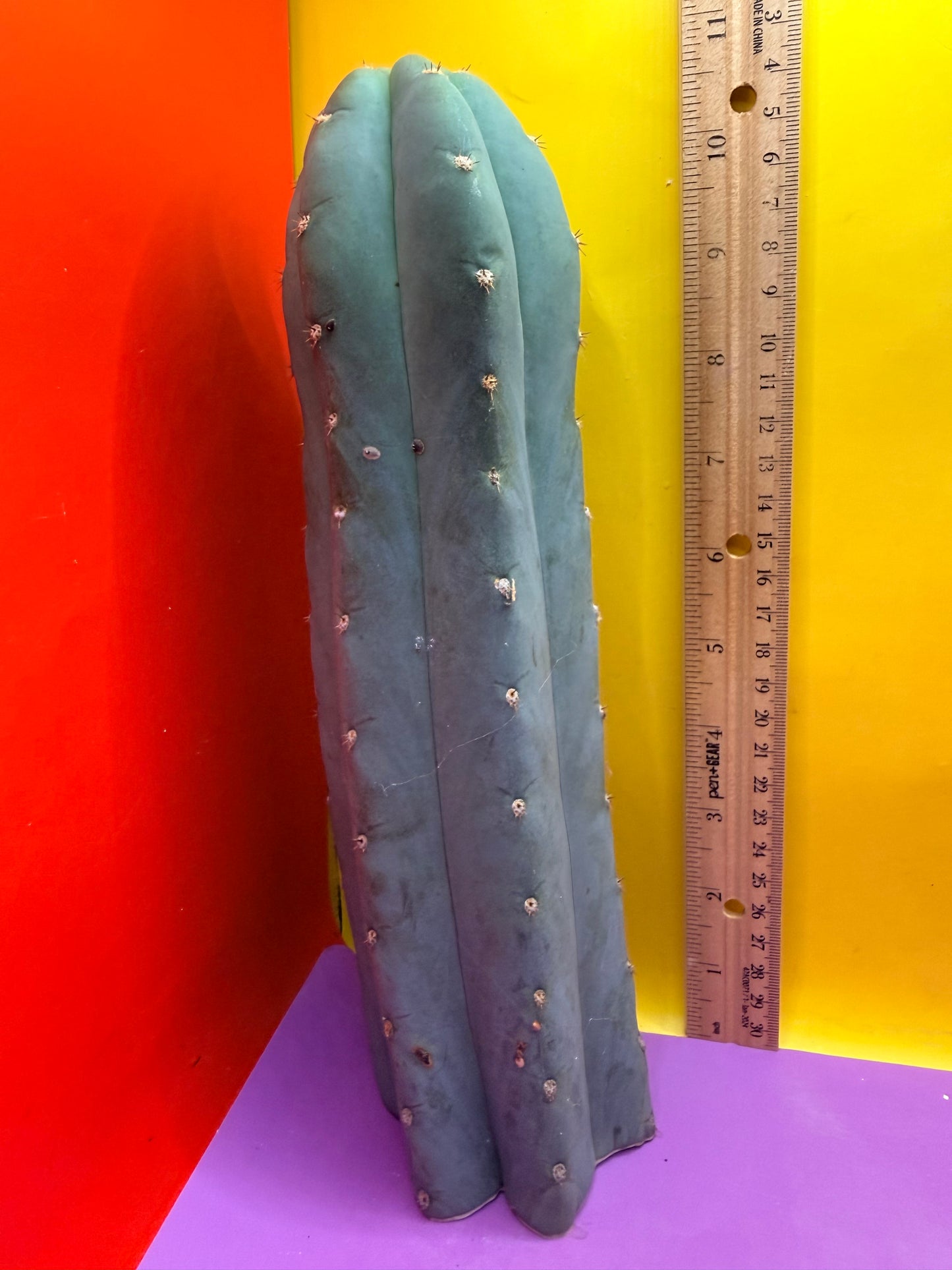 BLUE JUULES GIANT !