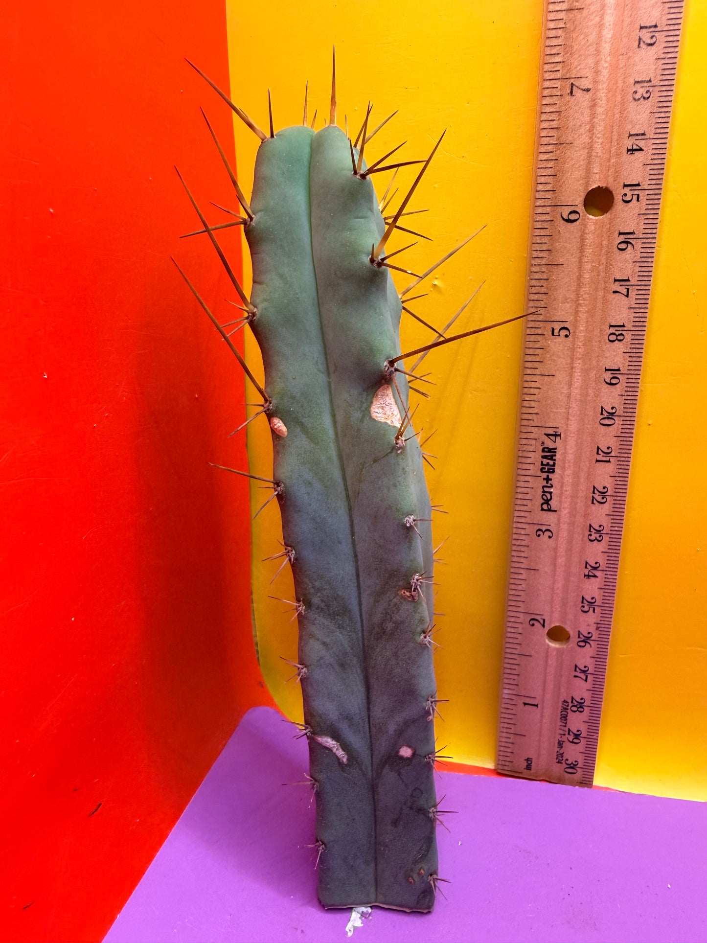 “MINI ME” trichocereus bridgesii - 4 ribs