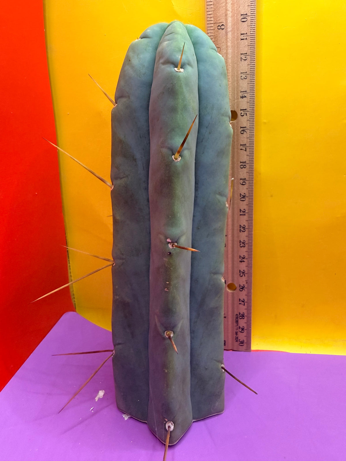 Trichocereus Bridgesii cutting of “DEL DIOS”