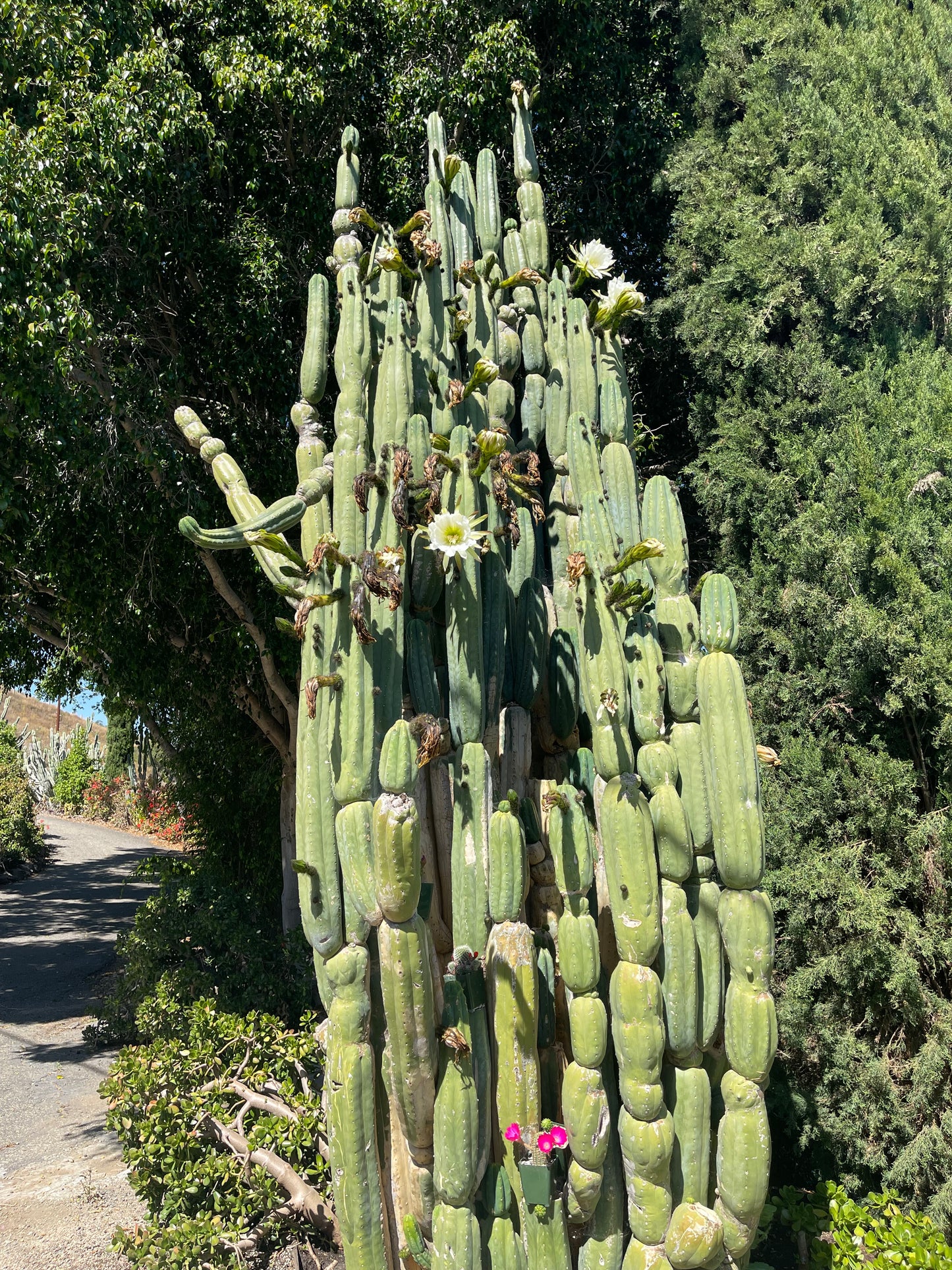 SALE !!! 100 San Pedro Cactus - “Cahuilla” O.p. seeds!!