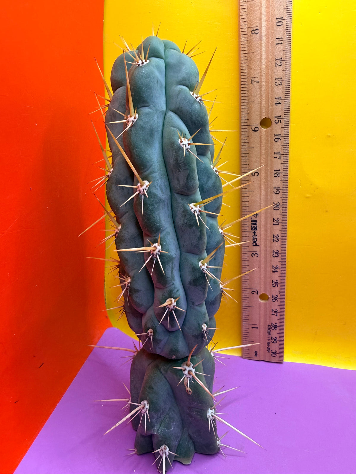 SSO3 Trichocereus knuthianus