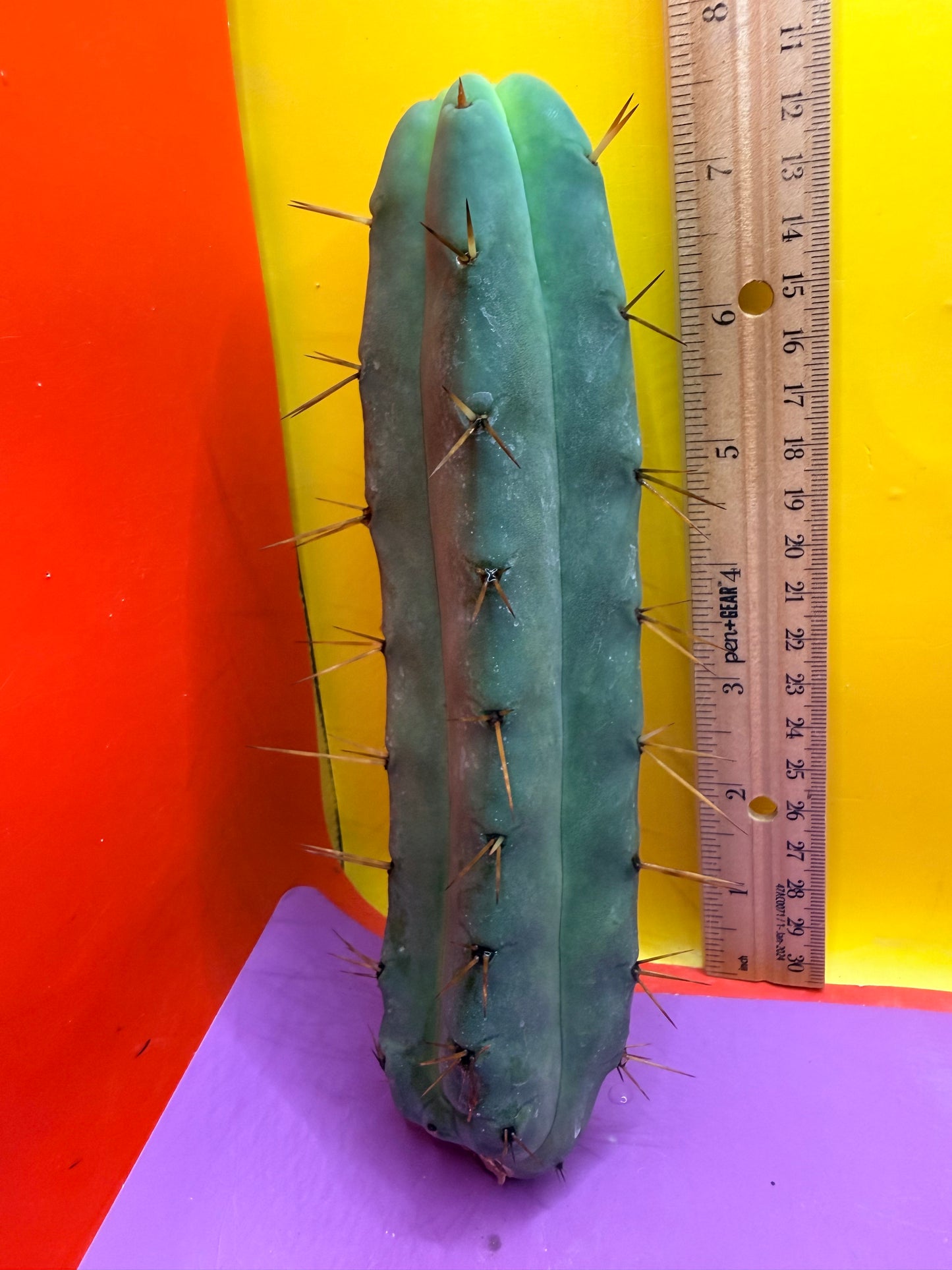 Jiimz Twin Spine !