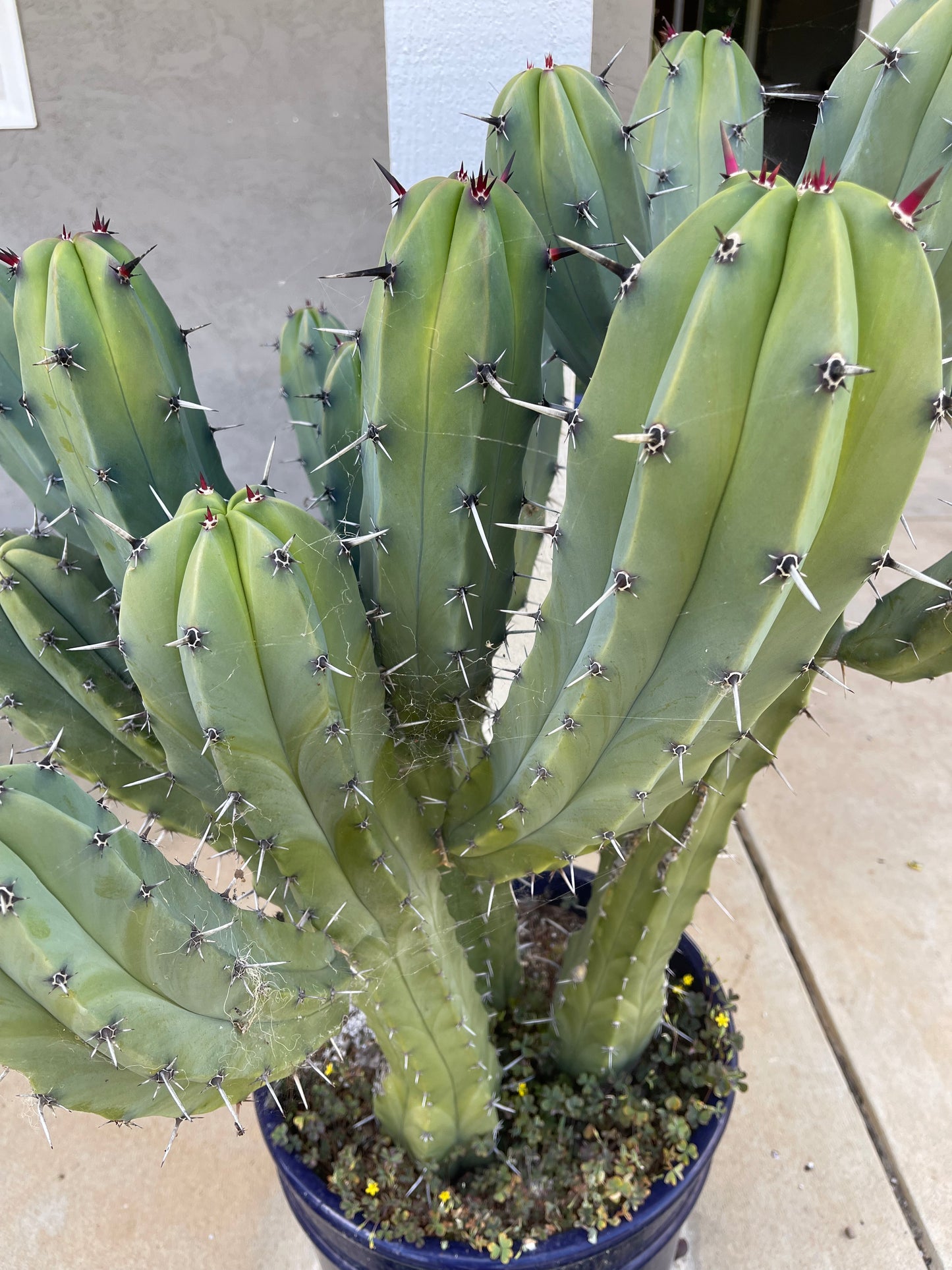 50 Myrtillocactus seeds