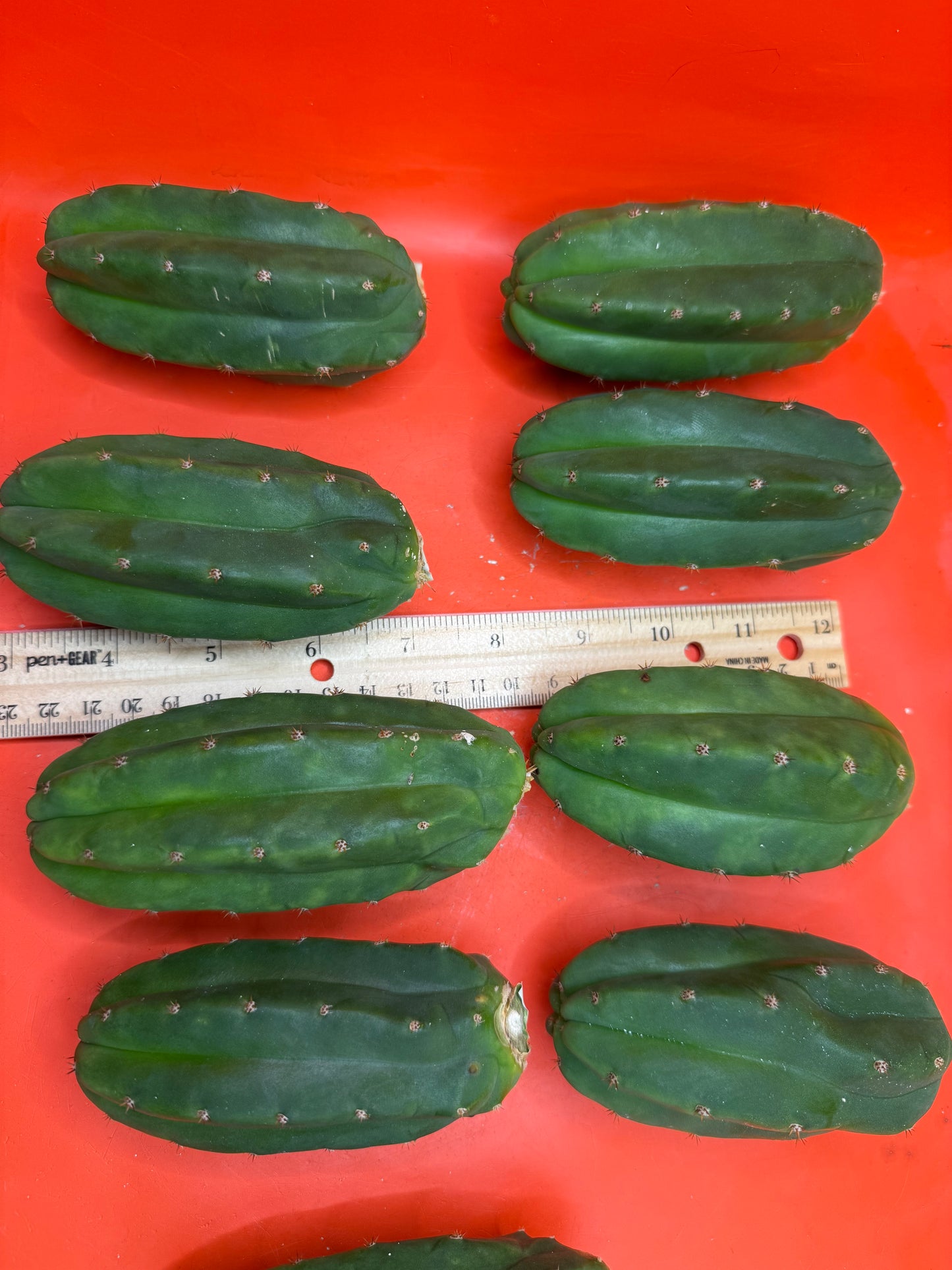 Extra Small 3”-5” San Pedro Cactus ! Fresh cut to order