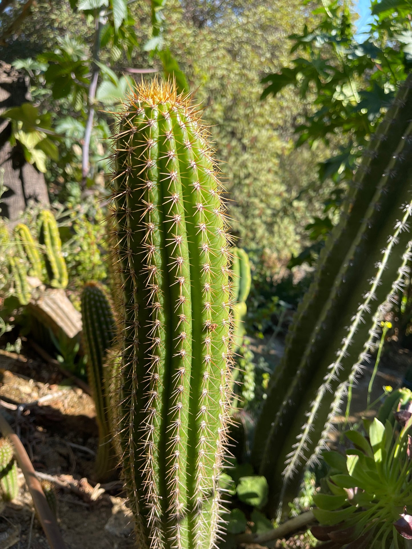 Trichocereus  Spachianus seeds