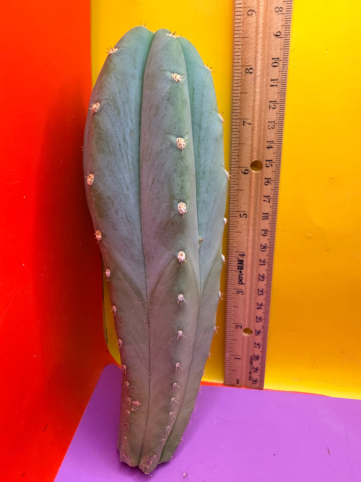 BLUE JUULES GIANT !