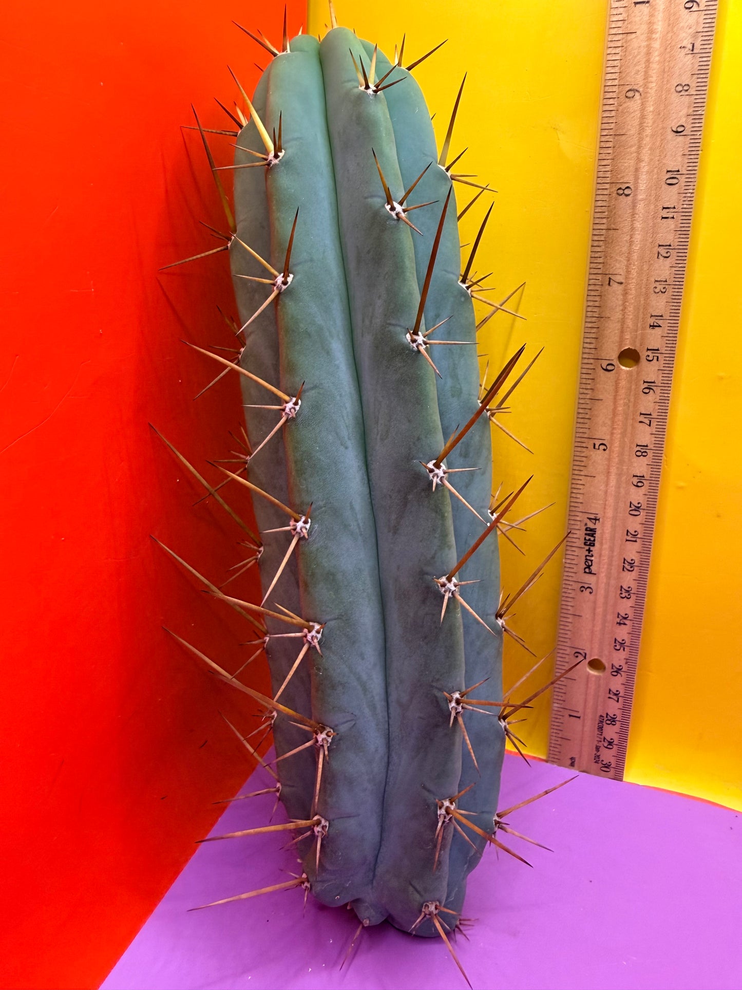 PALA  🌶️🌶️! This exact cactus cutting of trichocereus