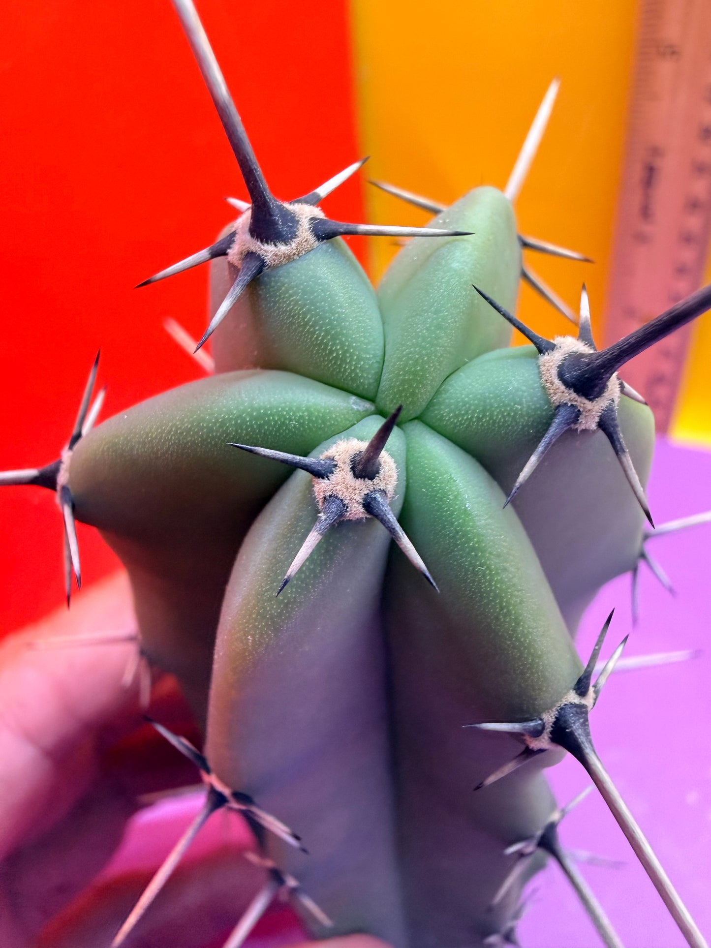 Myrtillocactus geometrizans