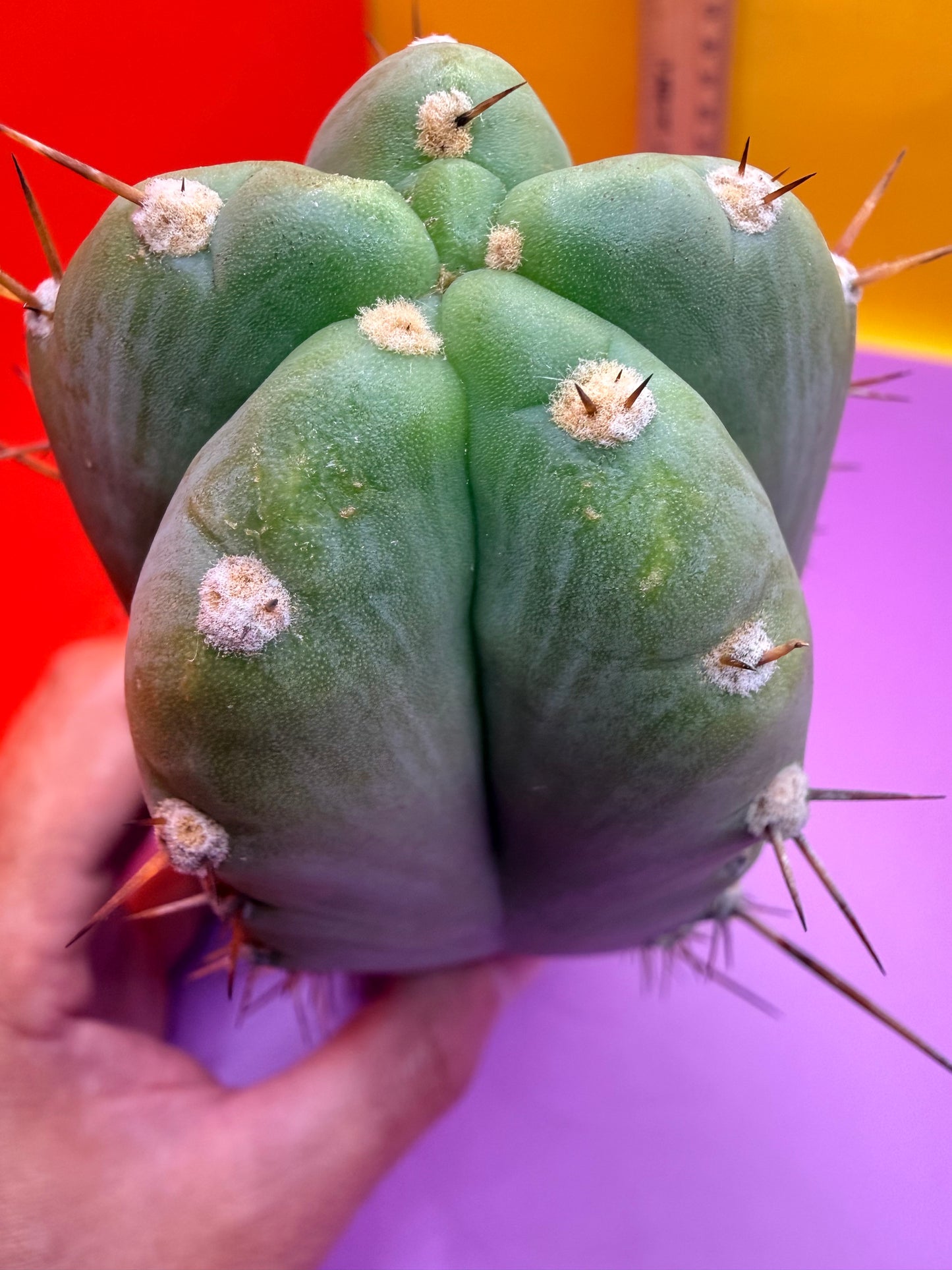 Gorgeous pattern
