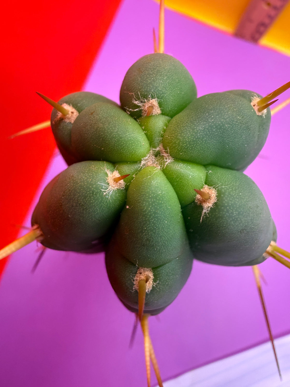 “H1” Trichocereus Bridgesii