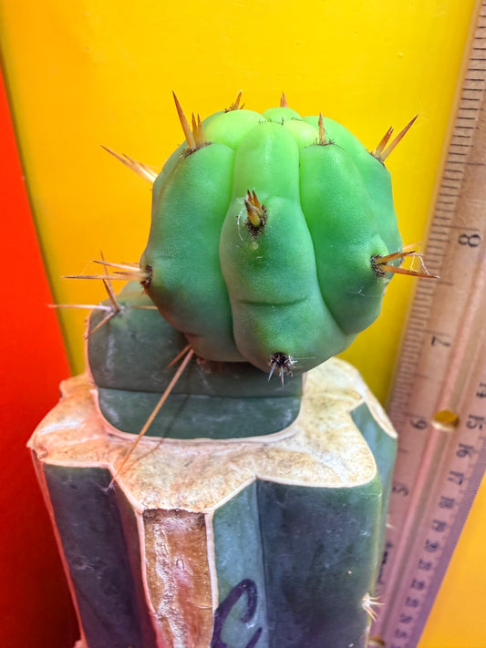 Cactus Kate Bridgesii