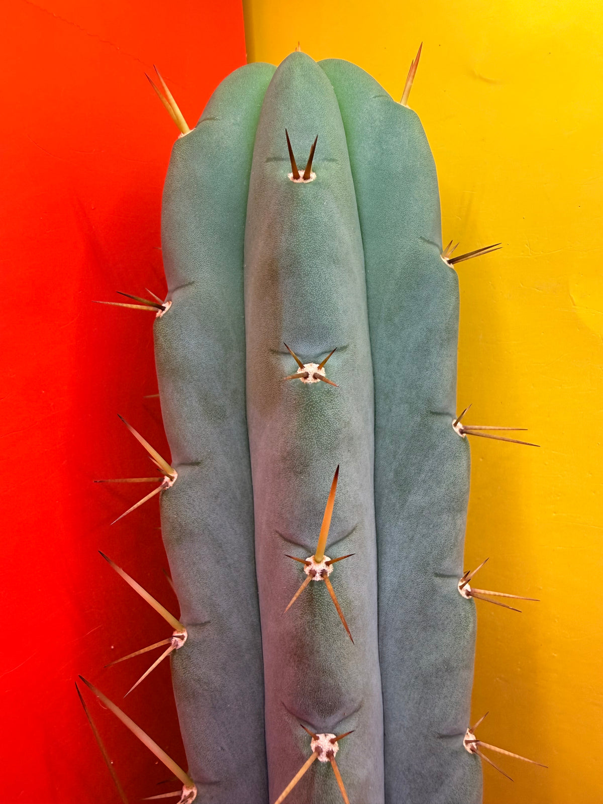Yowie x Wowie cactus cutting