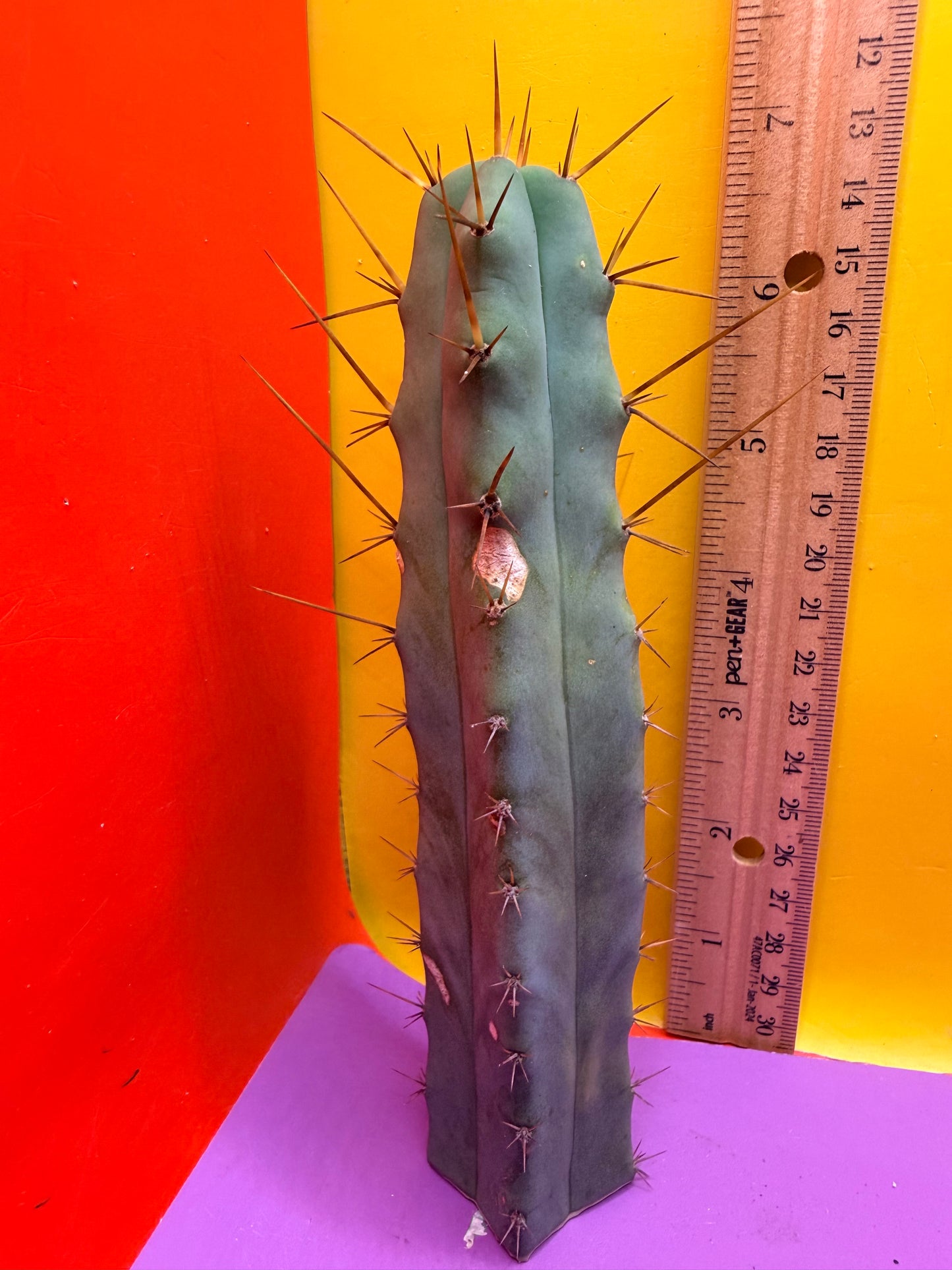 “MINI ME” trichocereus bridgesii - 4 ribs