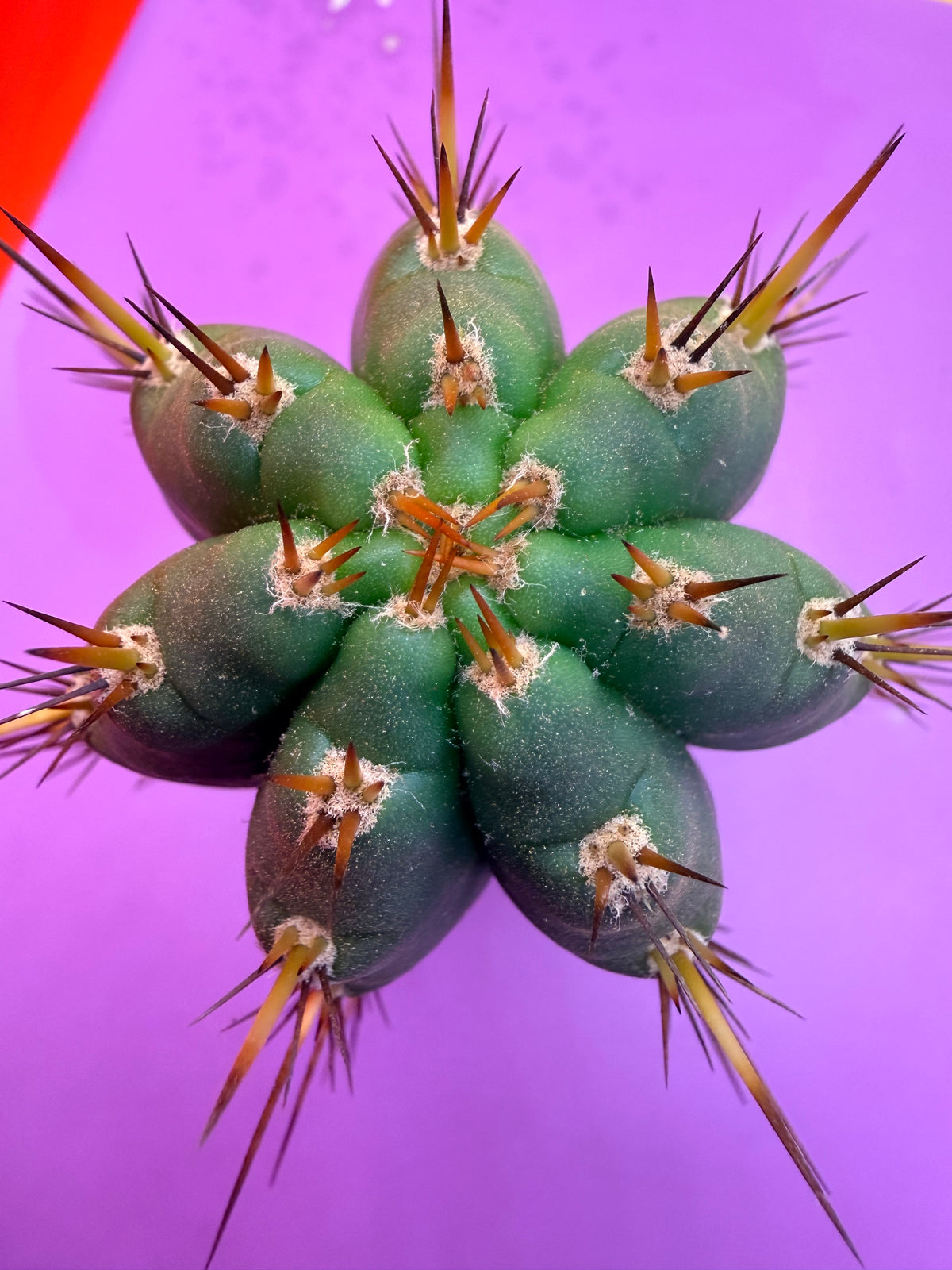 “RC’s T.P. 🧻”  trichocereus peruvianus !!