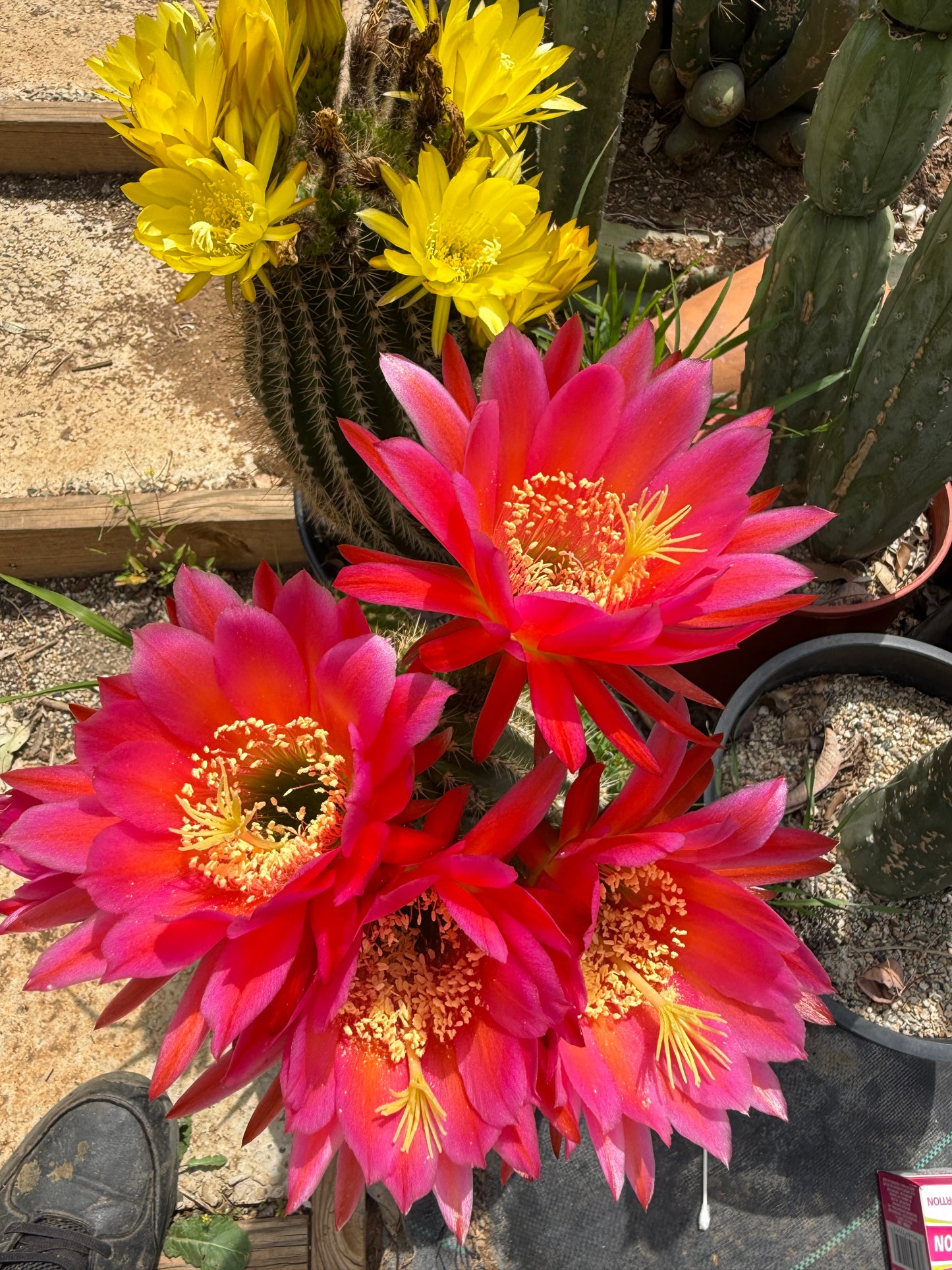 Trichocereus seeds !!!