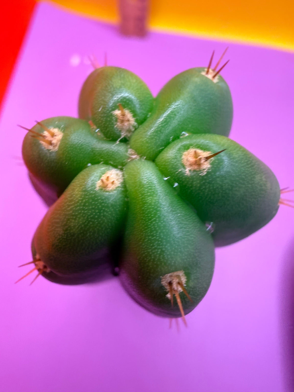 Sals Blue x Huanucoensis