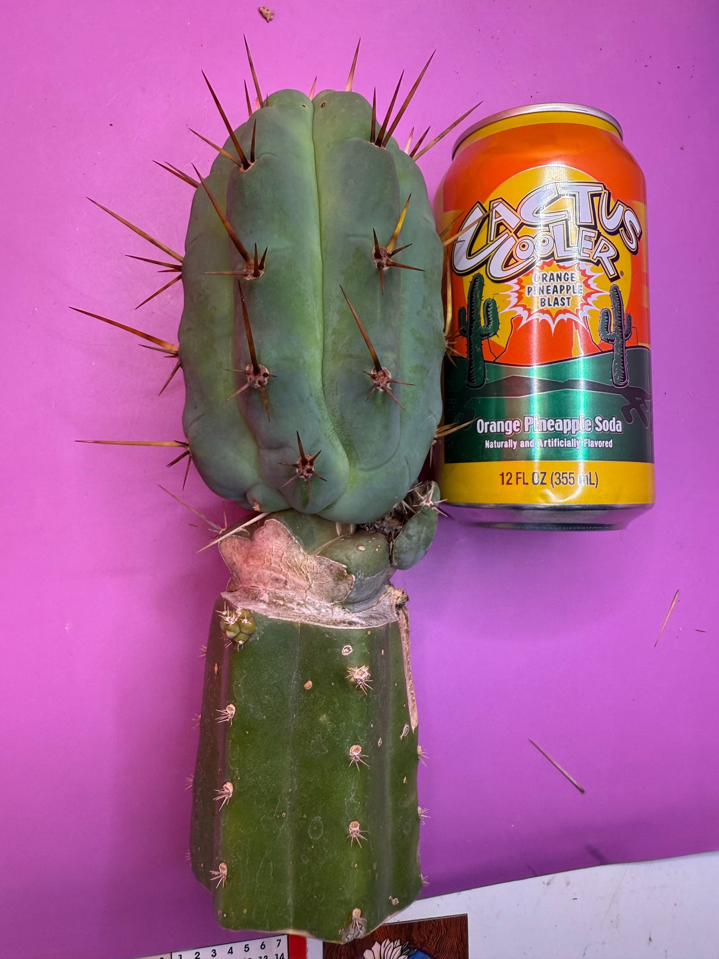 GRAFTED Pala !