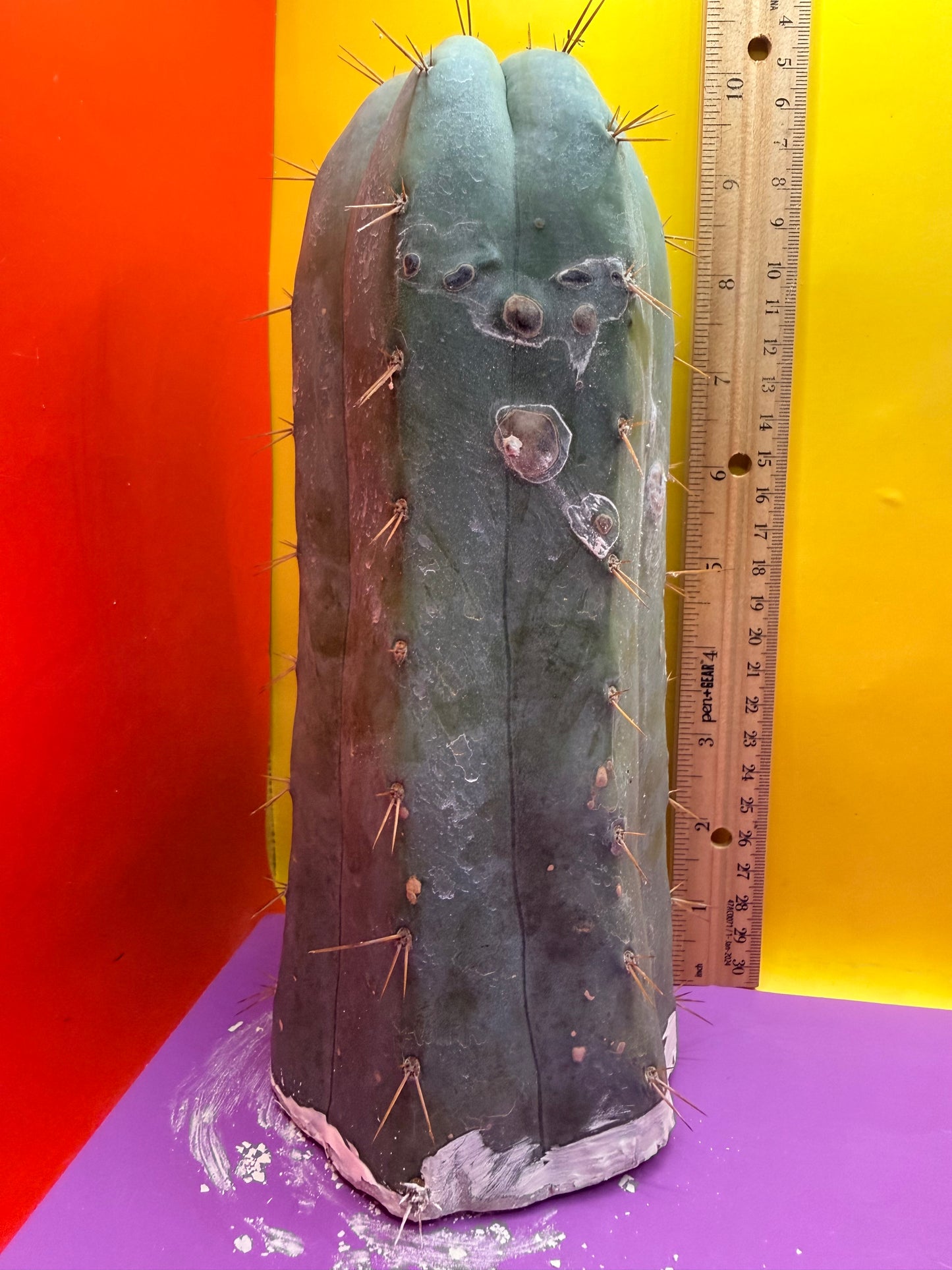 CSD !!! 4” thick