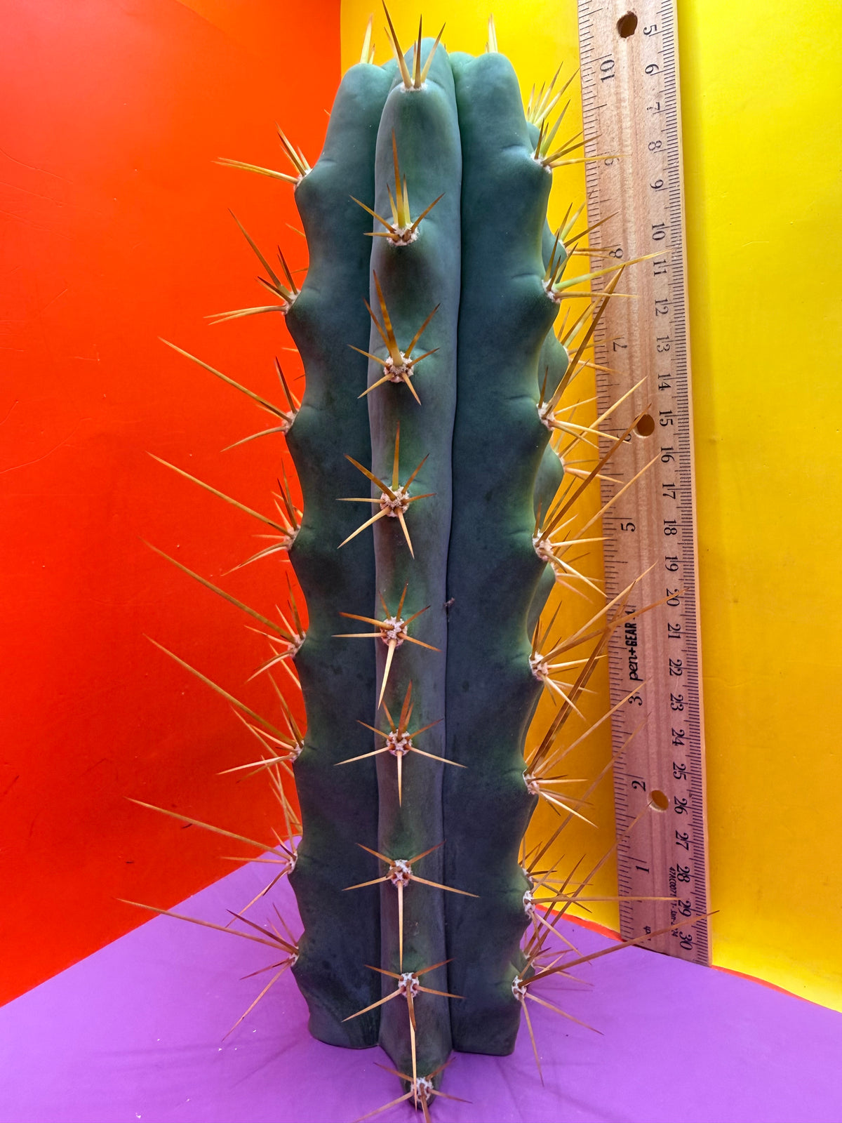 Reverted PENiSCACTUS !!! Longform tbmA