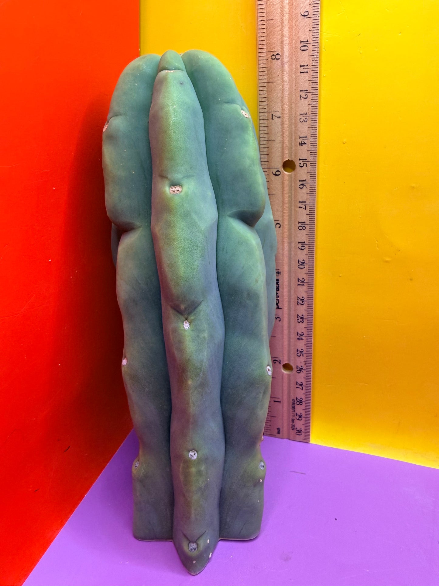 “LMA” bridgesii