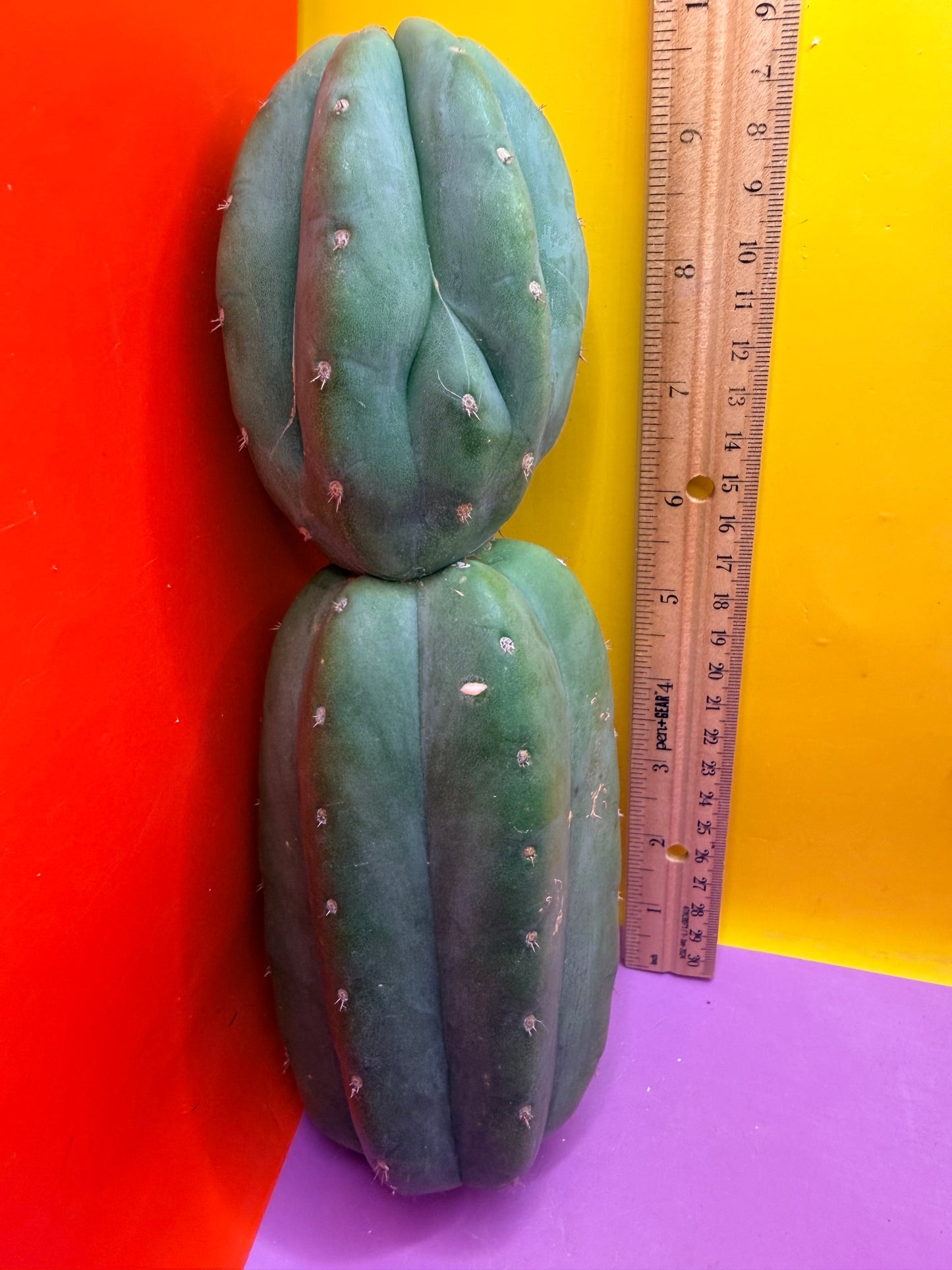 Cahuilla !