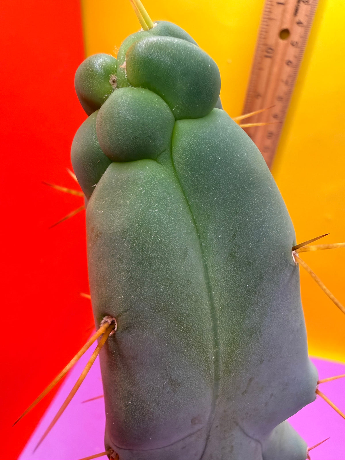 WALTS DRAGON ! 🐉 grafted cactus
