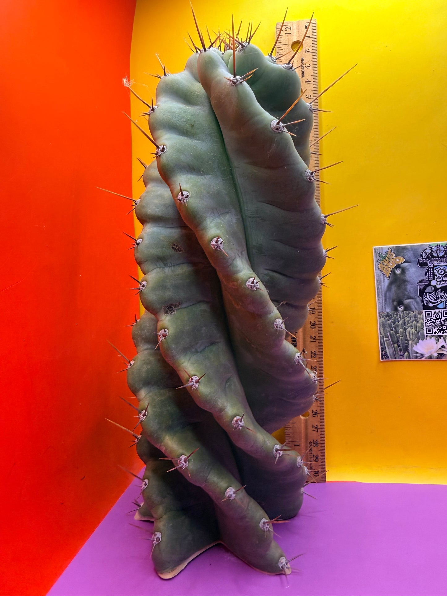 SPIRAL 🌀 CACTUS 🌵!!!