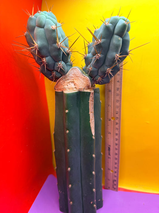 DOUBLE DRAGONS ! 🐉 Bruce’s dragon graft
