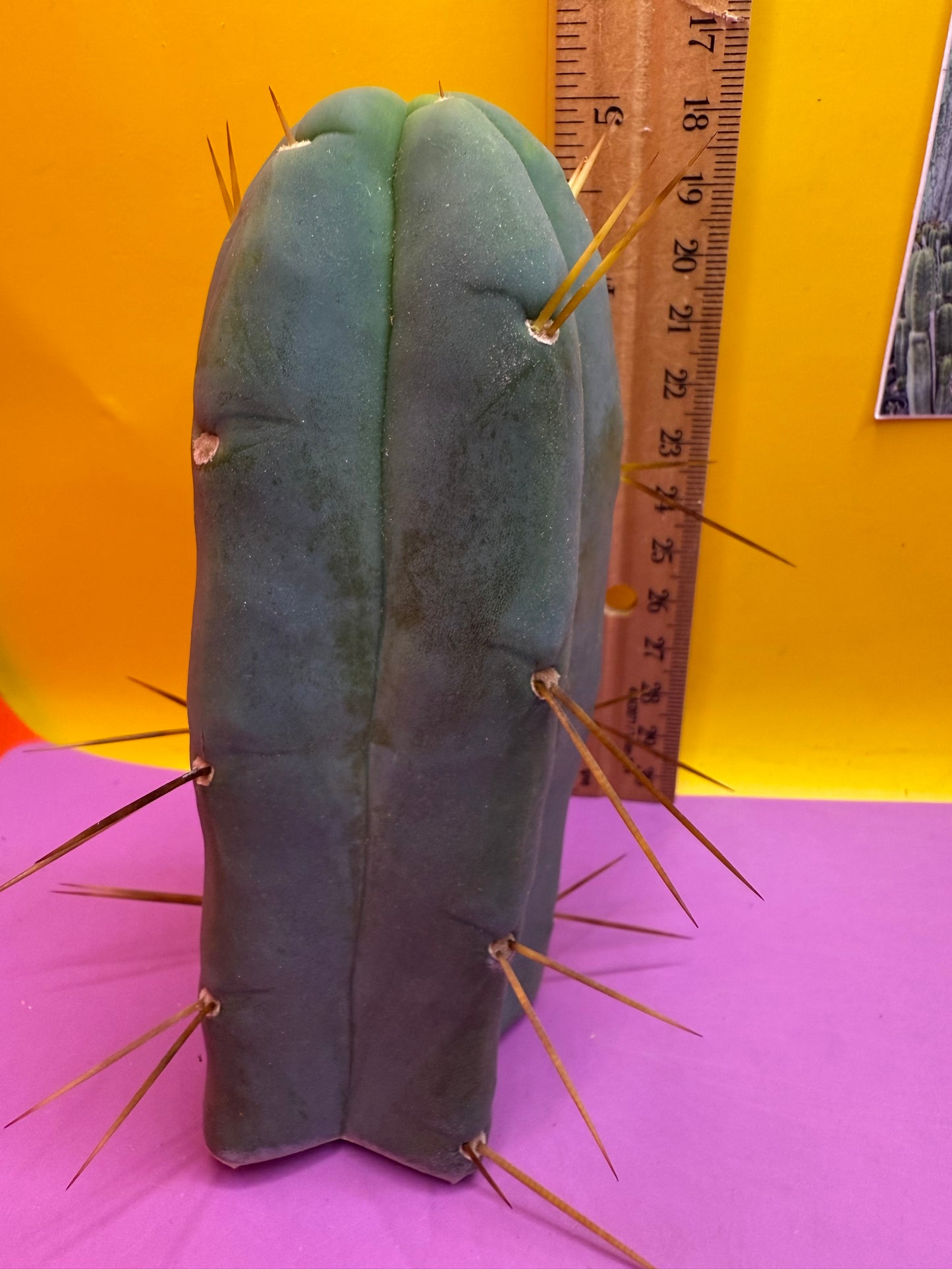 Trichocereus Bridgesii cutting of “DEL DIOS”