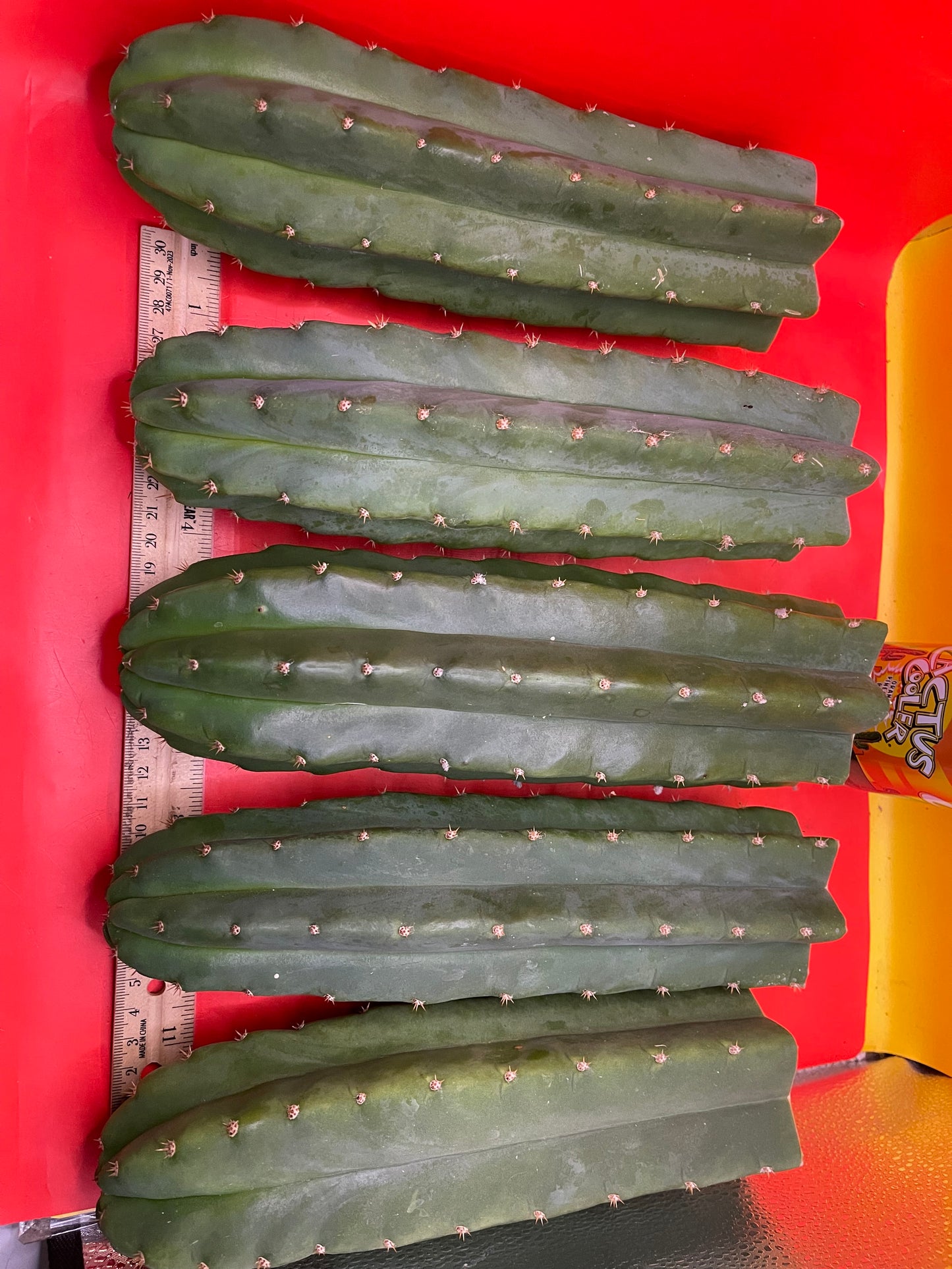 San Pedro Cactus cutting - Medium 8”-10”ready to ship !