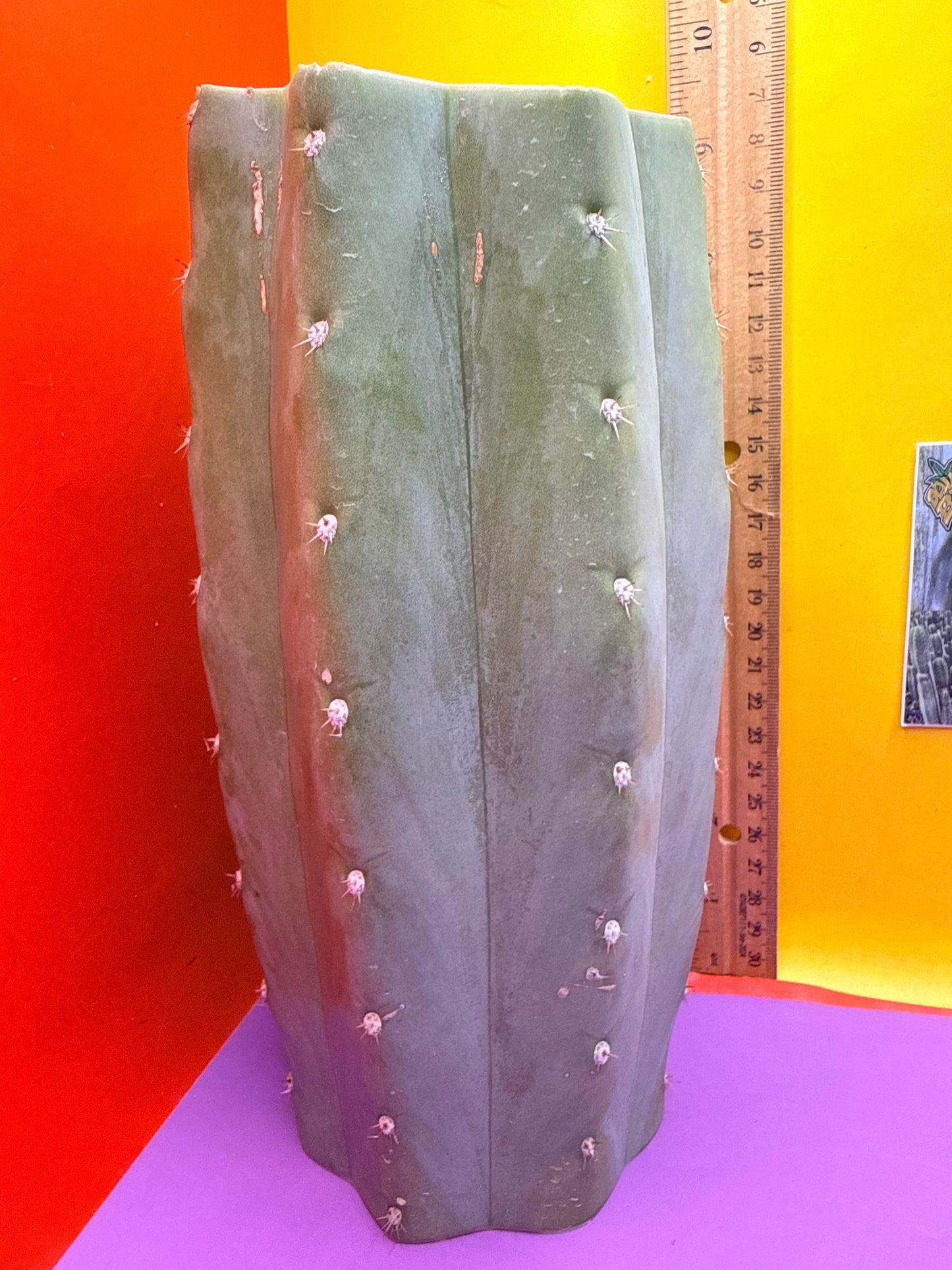 Blue Juules Giant !