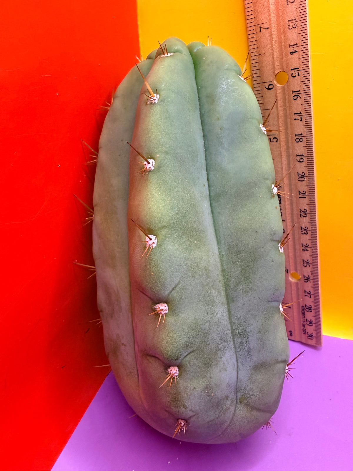 “DON HUAN” Fat huanucoensis over 3” thic !!!