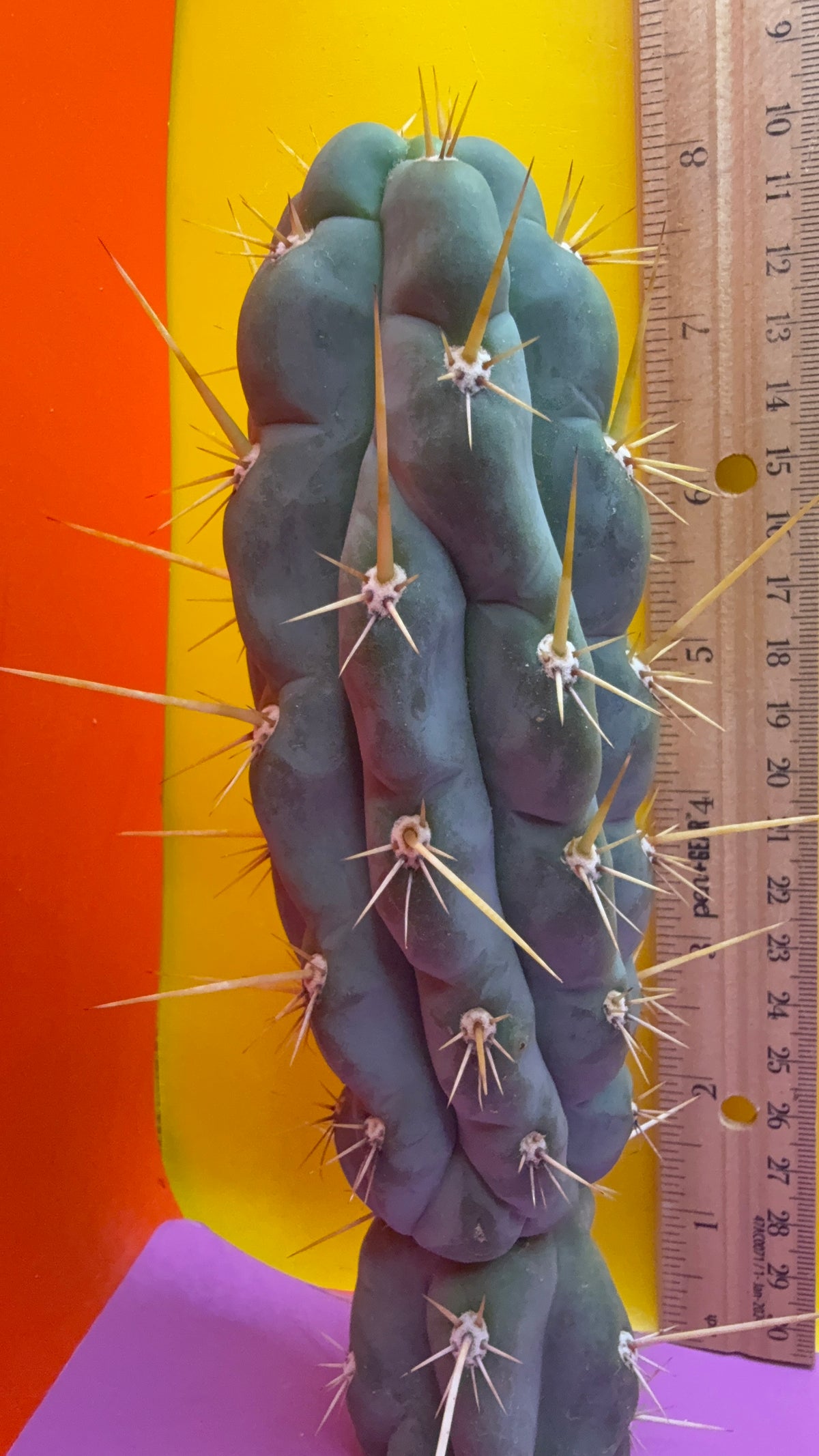 SSO3 Trichocereus knuthianus