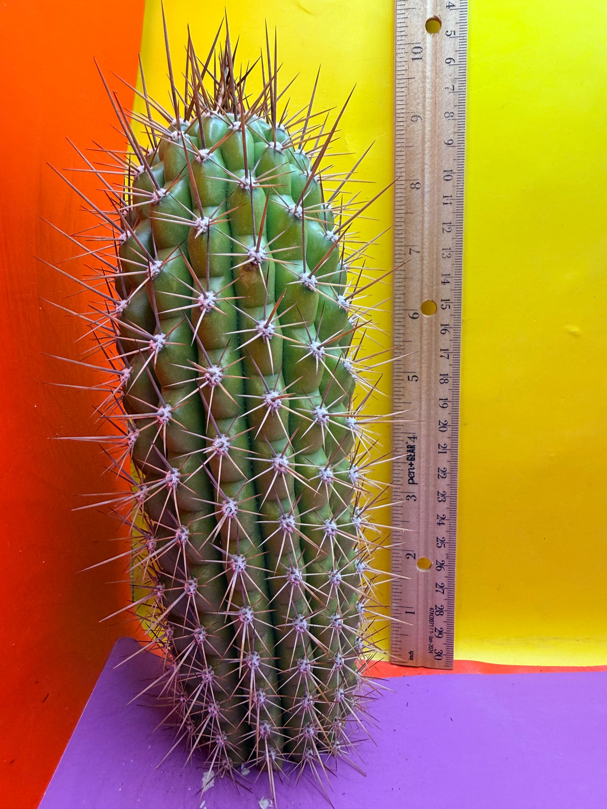 Trichocereus thelegonus