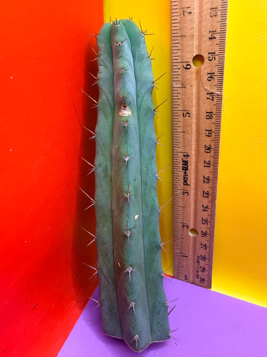“MINI ME” trichocereus bridgesii