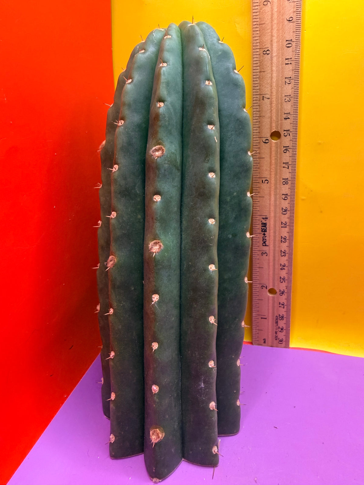 CACTO HEBRIDO over 3” THIC !