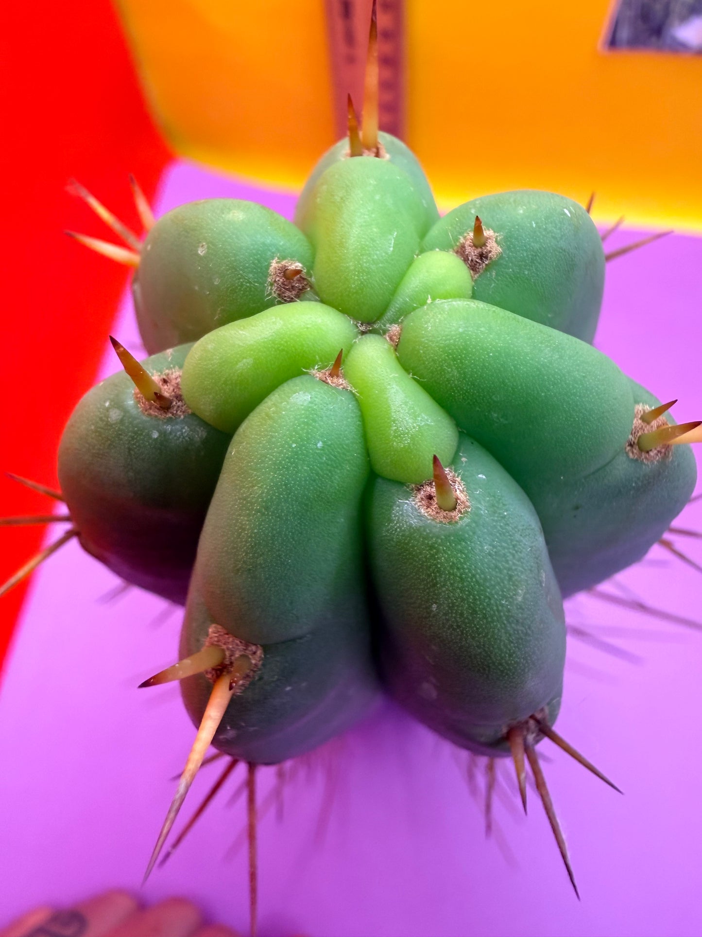 PALA  ! This exact cactus cutting of trichocereus