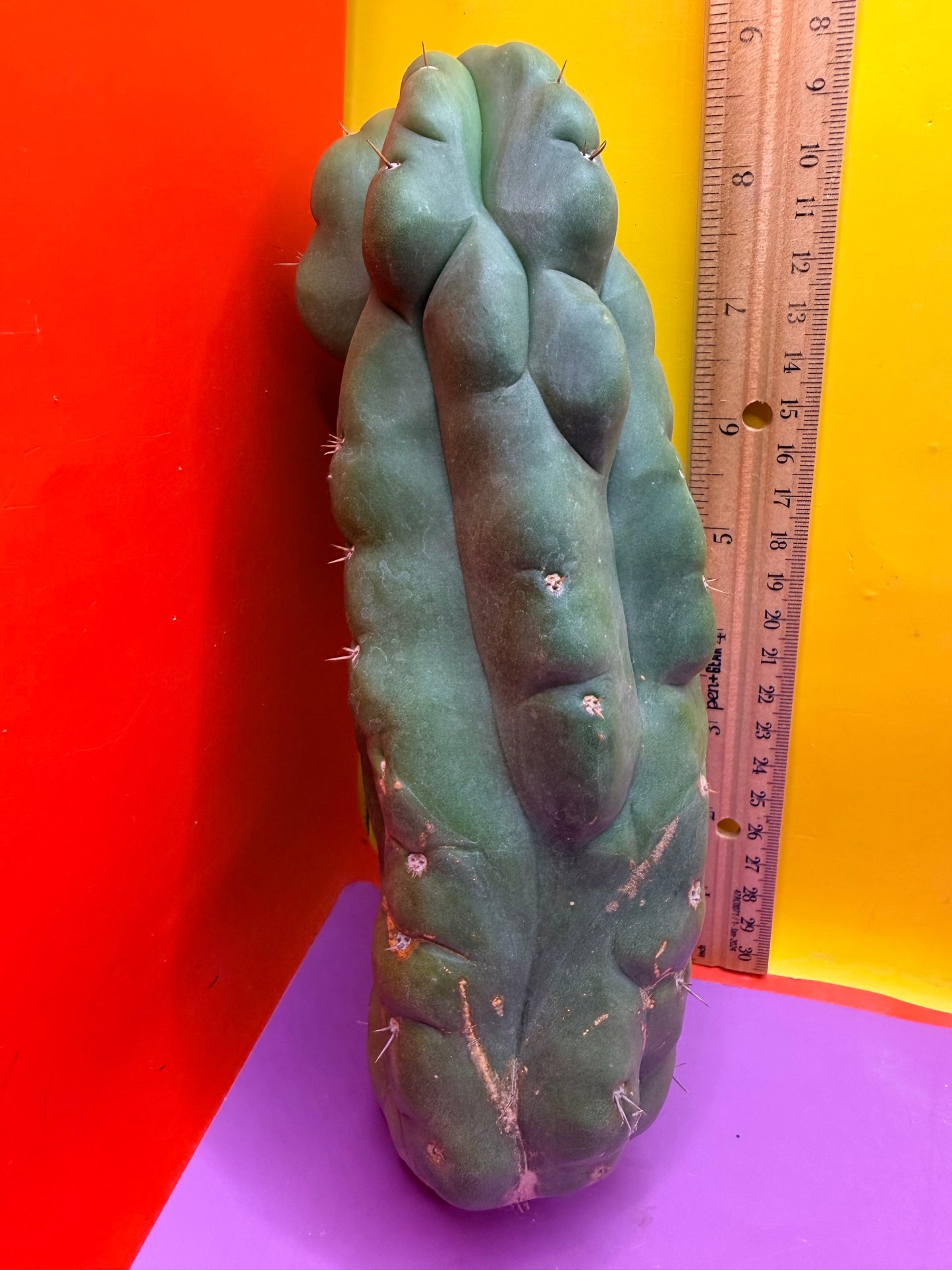 Monstrose San Pedro cactus - TPM !