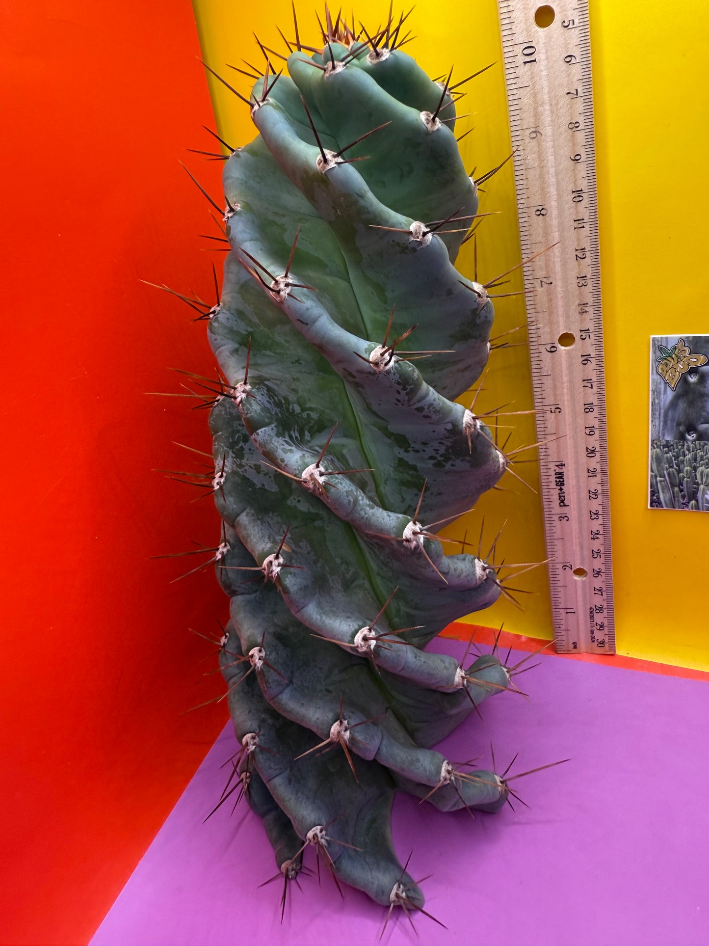 FAT 🌀🌵Spiral Cactus !Over 4” thick