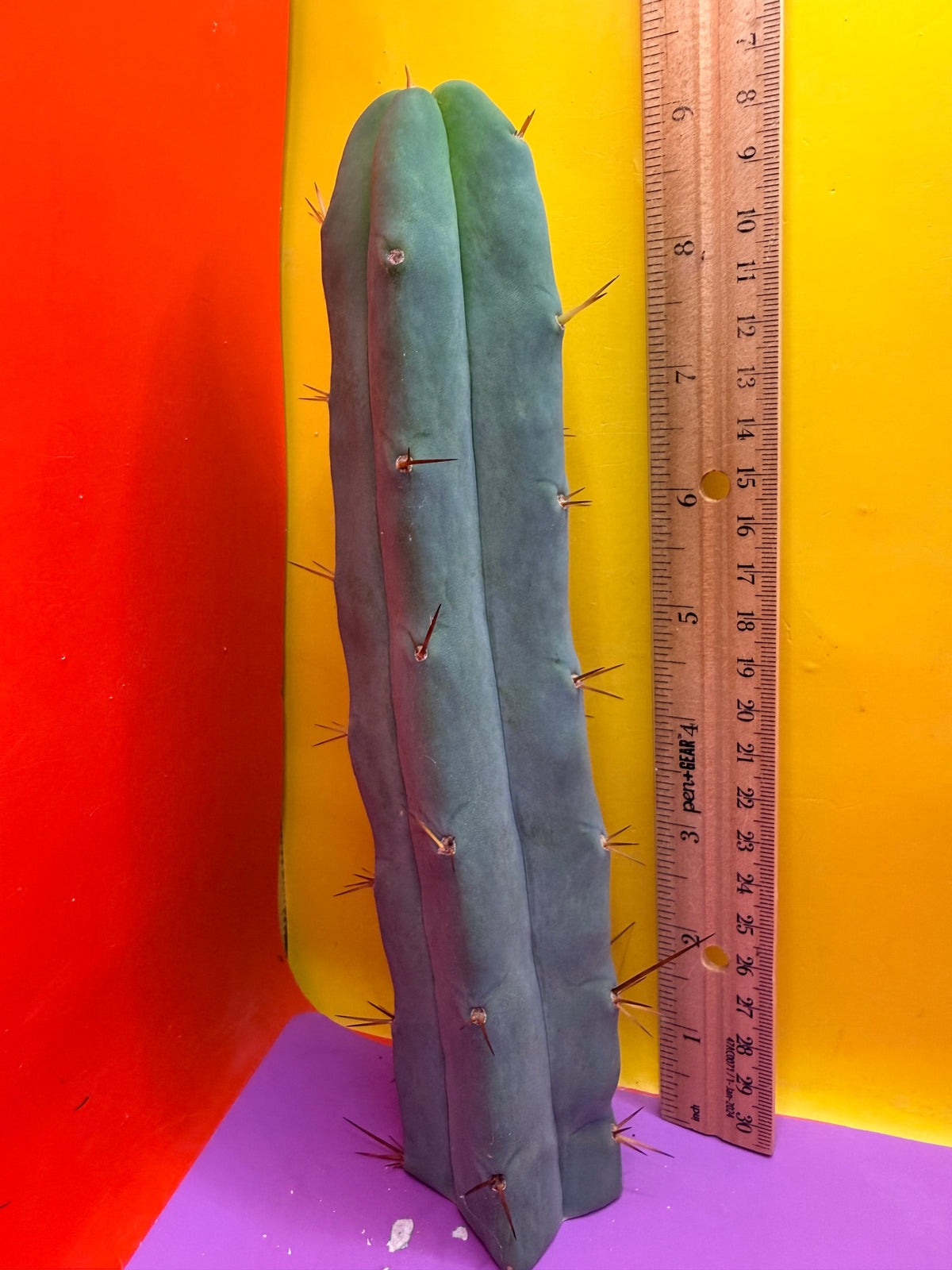 TBM Clone D ! 😱