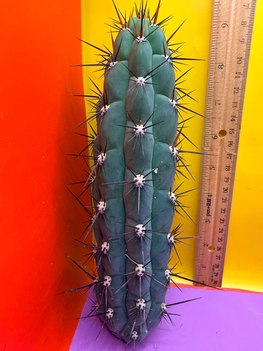 TRICHOCEREUS CHALA !