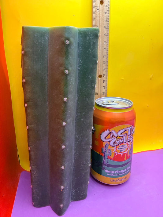 Mature Cahuilla cactus Mid section cutting