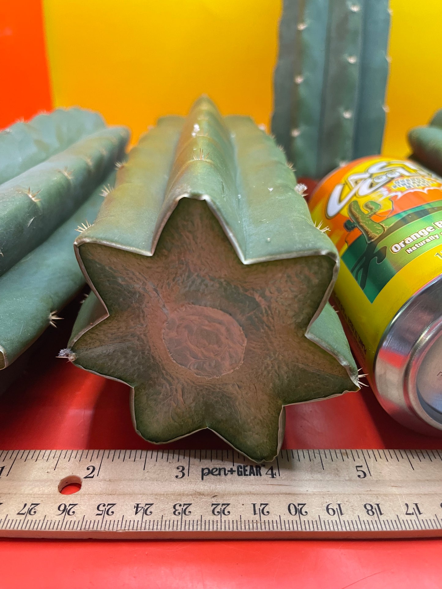 San Pedro Cactus cutting - Medium 8”-10”ready to ship !
