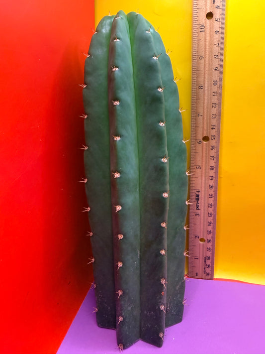 Cacto Hebrido