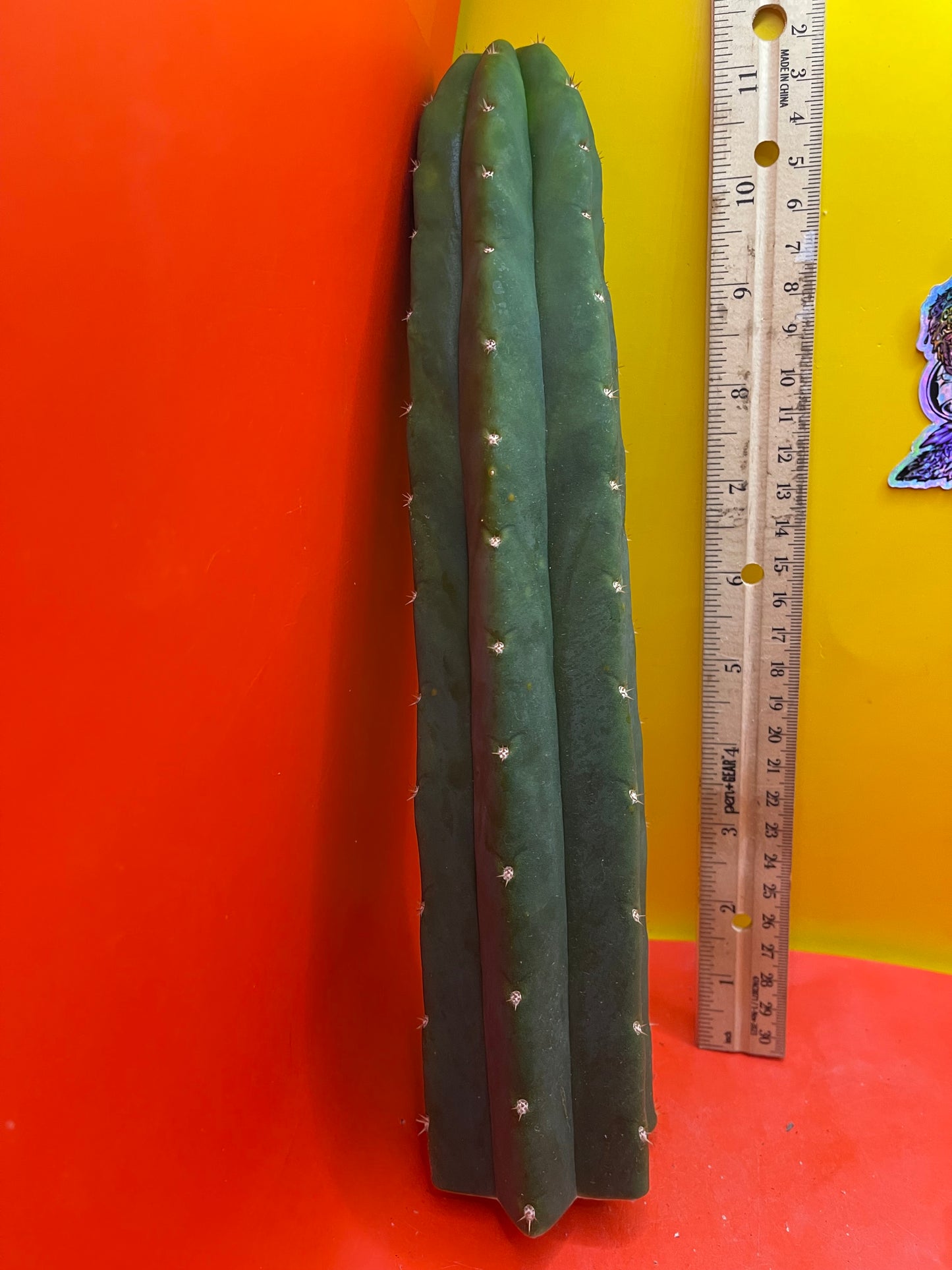 San Pedro Cactus 🌵